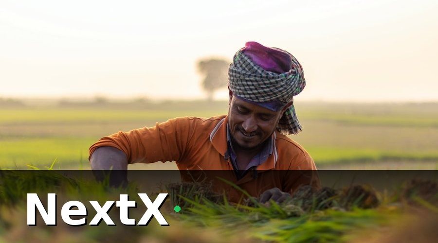 NextX — Cách phân tích báo cáo doanh thu trang trại hiệu quả